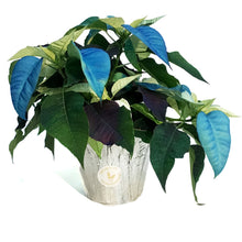 Load image into Gallery viewer, Poinsettia, 6in, Blue