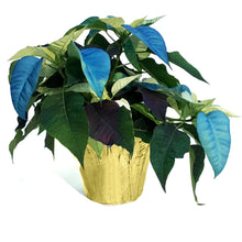 Load image into Gallery viewer, Poinsettia, 6in, Blue