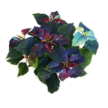 Load image into Gallery viewer, Poinsettia, 6in, Galaxy Splash