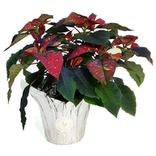 Load image into Gallery viewer, Poinsettia, 6in, Galaxy Splash