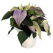 Load image into Gallery viewer, Poinsettia, 6in, Lavender