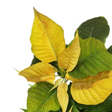 Load image into Gallery viewer, Poinsettia, 6in, Sunburst