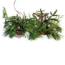 Load image into Gallery viewer, Christmas Planter, White Pot, Red Pot with Snowfla