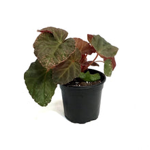 Load image into Gallery viewer, Begonia, 4in, Midnight Sun