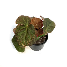 Load image into Gallery viewer, Begonia, 4in, Midnight Sun