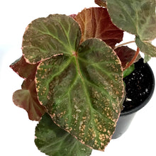 Load image into Gallery viewer, Begonia, 4in, Midnight Sun