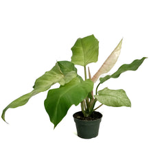 Load image into Gallery viewer, Philodendron, 4in, Snowdrift