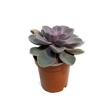 Load image into Gallery viewer, Succulent, 3.5in, Echeveria Pearl Von Nurnberg