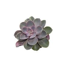 Load image into Gallery viewer, Succulent, 3.5in, Echeveria Pearl Von Nurnberg