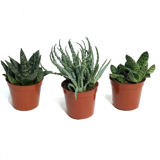 2.5in Assorted Aloe Mix Assorted