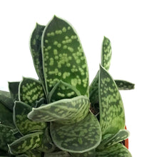 Load image into Gallery viewer, 2.5in Assorted Aloe Mix Assorted