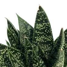 Load image into Gallery viewer, 2.5in Assorted Aloe Mix Assorted