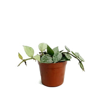 Load image into Gallery viewer, Hoya, 2.5in, Arctic