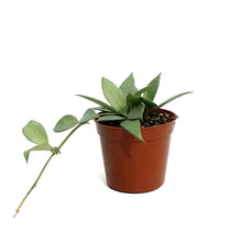 Load image into Gallery viewer, Hoya, 2.5in, Mint