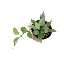 Load image into Gallery viewer, Hoya, 2.5in, Mint