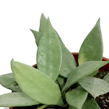 Load image into Gallery viewer, Hoya, 2.5in, Mint