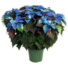 Load image into Gallery viewer, Poinsettia, 10in, Blue