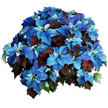 Load image into Gallery viewer, Poinsettia, 10in, Blue