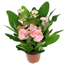 Load image into Gallery viewer, 4in Crown Of Thorns
