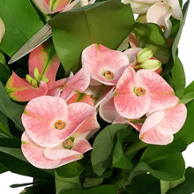 Load image into Gallery viewer, 4in Crown Of Thorns