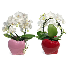 Load image into Gallery viewer, Valentines Planter Candy Infinity Orchid