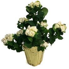 Load image into Gallery viewer, Poinsettia, 6in, Roccostar White