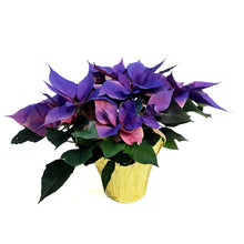 Load image into Gallery viewer, Poinsettia, 6in, Pink & Blue