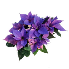 Load image into Gallery viewer, Poinsettia, 6in, Pink & Blue