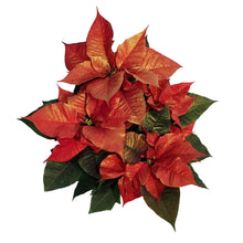 Load image into Gallery viewer, Poinsettia, 6in, Metallic Red
