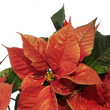 Load image into Gallery viewer, Poinsettia, 6in, Metallic Red