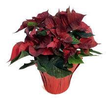 Load image into Gallery viewer, Poinsettia, 6in, Crimson Ember