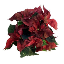 Load image into Gallery viewer, Poinsettia, 6in, Crimson Ember