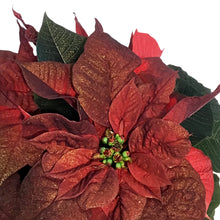 Load image into Gallery viewer, Poinsettia, 6in, Crimson Ember