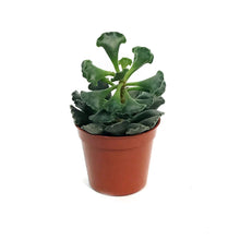 Load image into Gallery viewer, Succulent, 2.5in, Adromischus