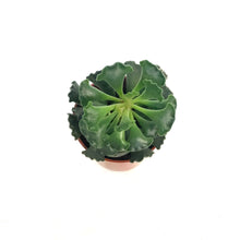 Load image into Gallery viewer, Succulent, 2.5in, Adromischus