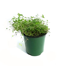 Load image into Gallery viewer, Pilea, 3.5in, Baby Tears