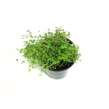 Load image into Gallery viewer, Pilea, 3.5in, Baby Tears