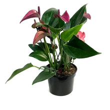 Load image into Gallery viewer, Anthurium, 4in, Cirano Purple