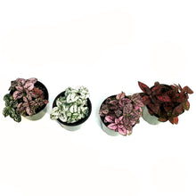 Load image into Gallery viewer, Hypoestes, 3.5in, Polka Dot Plant, Assorted
