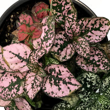 Load image into Gallery viewer, Hypoestes, 3.5in, Polka Dot Plant, Assorted