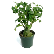 Load image into Gallery viewer, Hydnophytum, 4in, Ant Plant