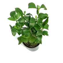 Load image into Gallery viewer, Hydnophytum, 4in, Ant Plant