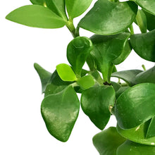Load image into Gallery viewer, Hydnophytum, 4in, Ant Plant