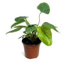 Load image into Gallery viewer, Philodendron, 4in, Fuzzy Petiole