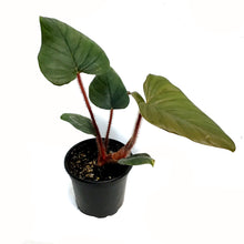Load image into Gallery viewer, Philodendron, 4in, Serpens
