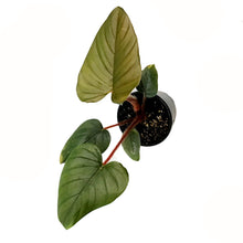 Load image into Gallery viewer, Philodendron, 4in, Serpens