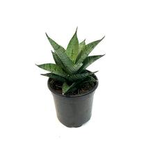 Load image into Gallery viewer, Sansevieria, 4in, Pagodah Dark