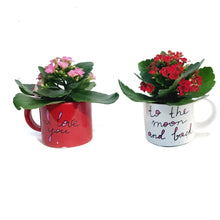 Load image into Gallery viewer, Valentines Planter, Sentiments Mugs
