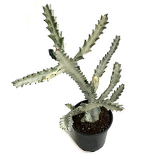 Load image into Gallery viewer, Euphorbia, 5in, White Ghost