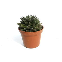 Load image into Gallery viewer, Succulent, 2in, Black Sea Urchin